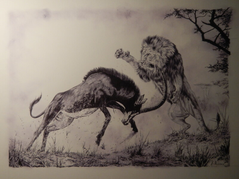 Panthera leo a Hippotragus niger